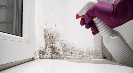 Things to Consider Before Hiring a Mold Remediation Professional